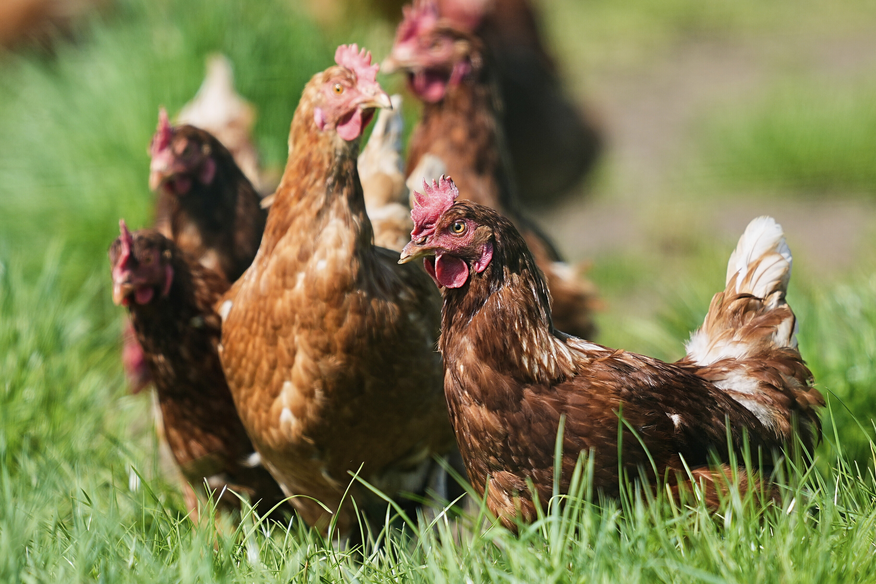 Patrick In The Morning: What The Florida? Chicken-Egg Argument Ends In Shooting episode artwork