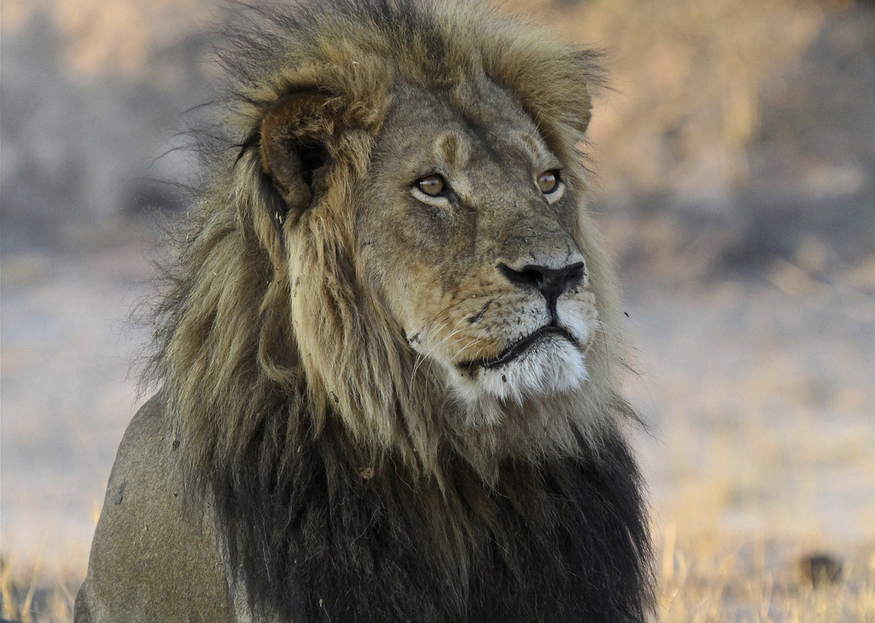 Patrick In The Morning: Zoo Asks People To Donate Pets To Feed To The Lions episode artwork