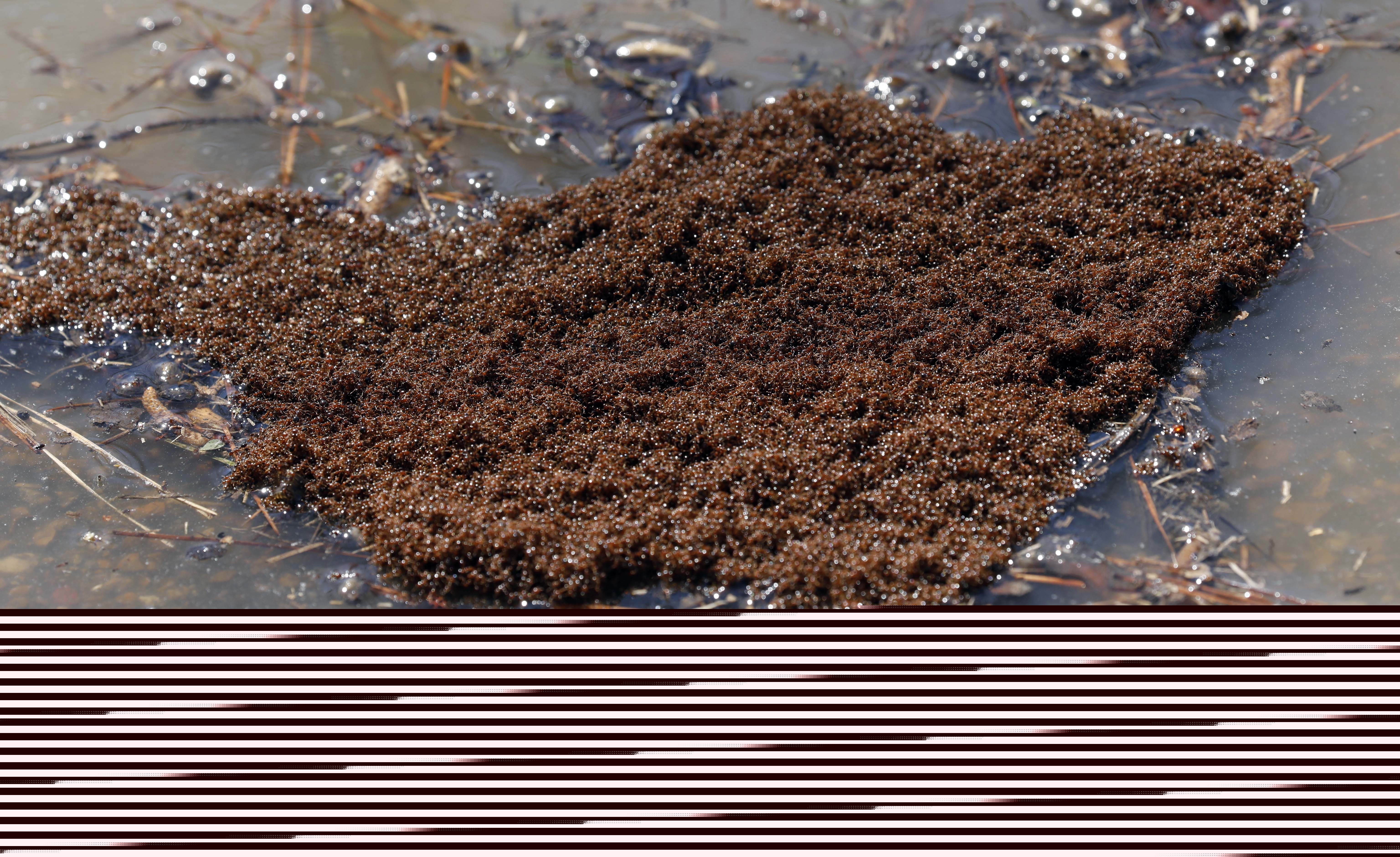 Patrick In The Morning: Does Peeing On Ant Hill Kill Them? episode artwork