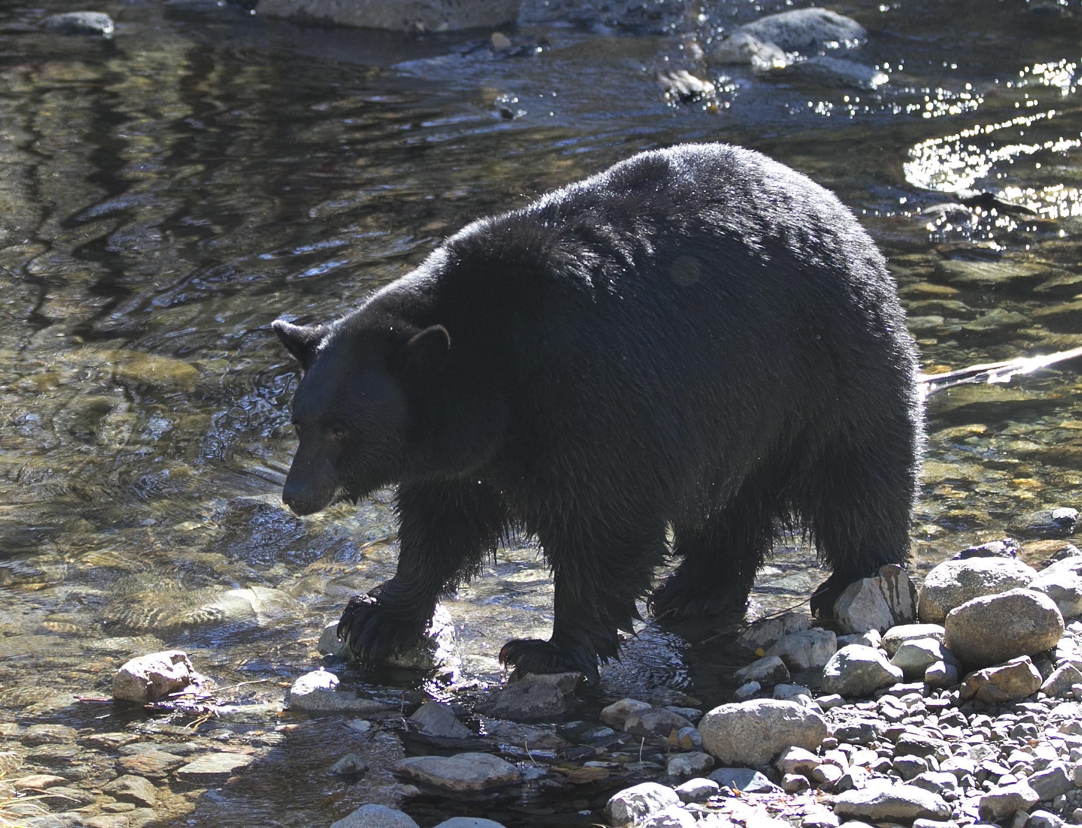 Patrick In The Morning:  Man Mauled Trying To Help An Injured Bear episode artwork