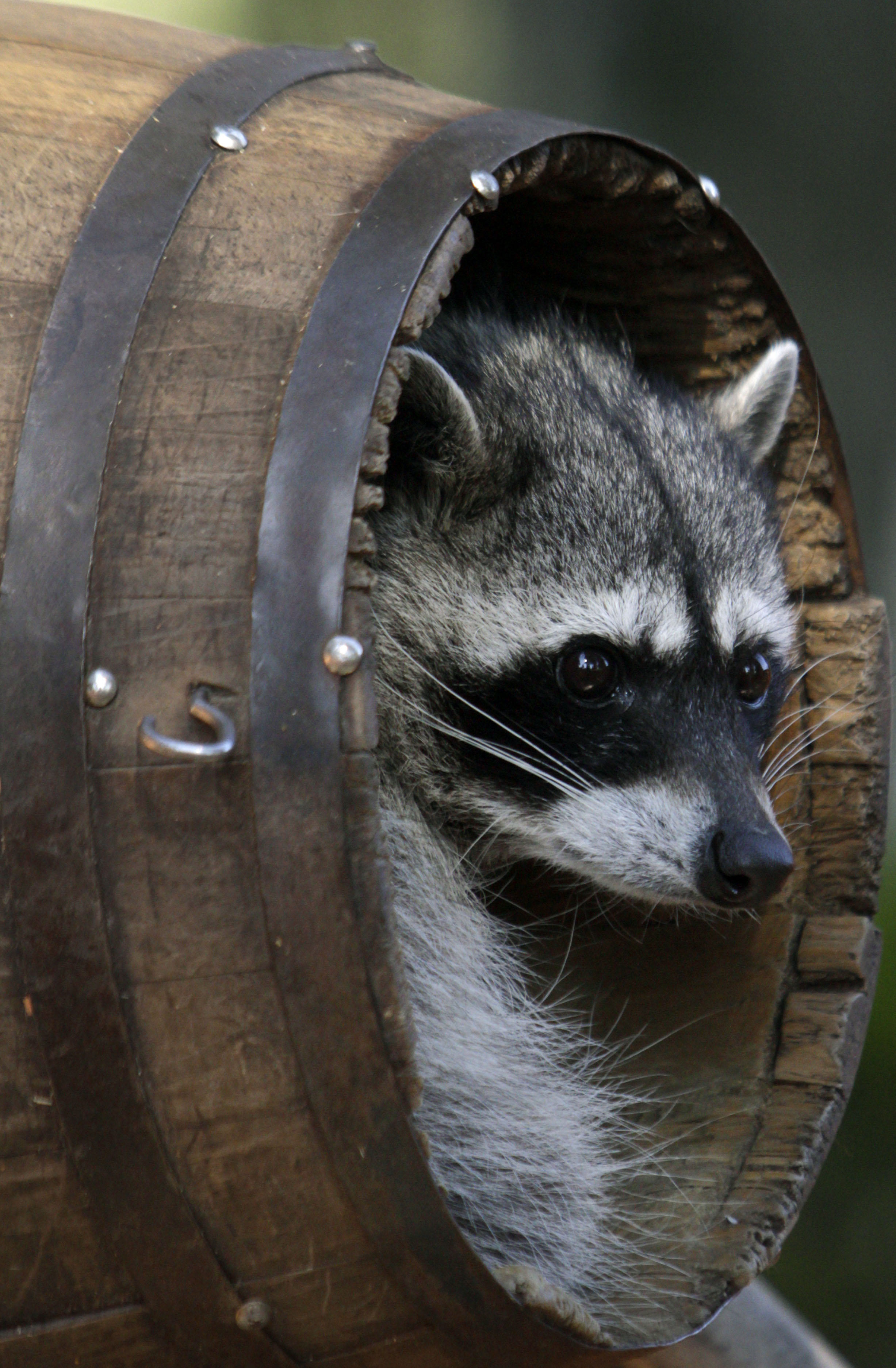 Patrick In The Morning: Your Next Pet... A...Raccoon??? episode artwork