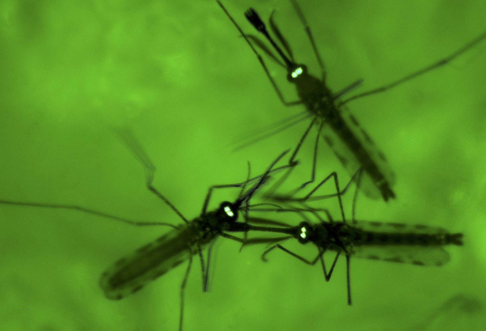 Patrick In The Morning: Mosquito Repellent DEET Found To Actually Attract Mosquitos episode artwork
