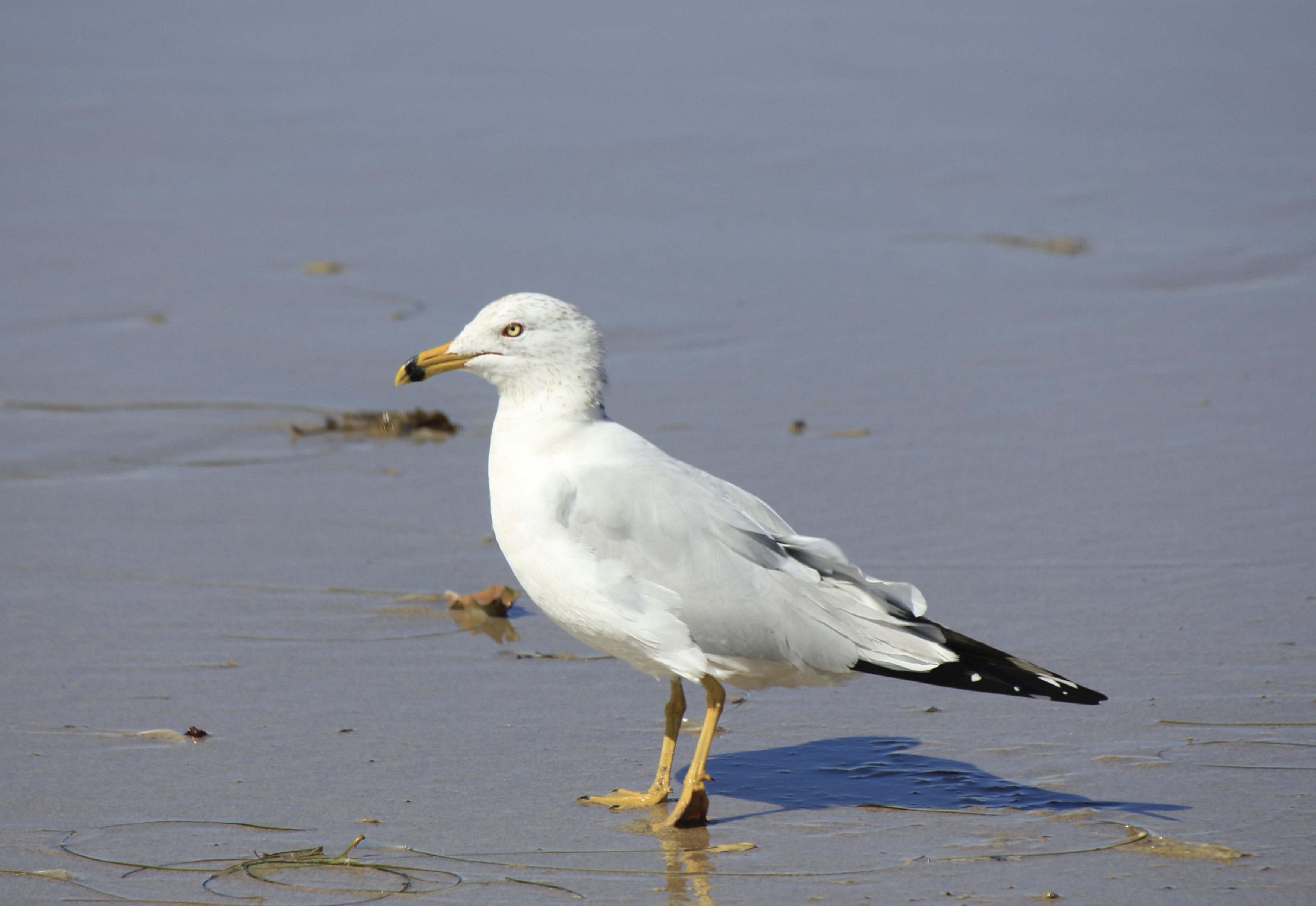 Patrick In The Morning: Study Shows Birds Poop On Certain Cars More Than Others episode artwork