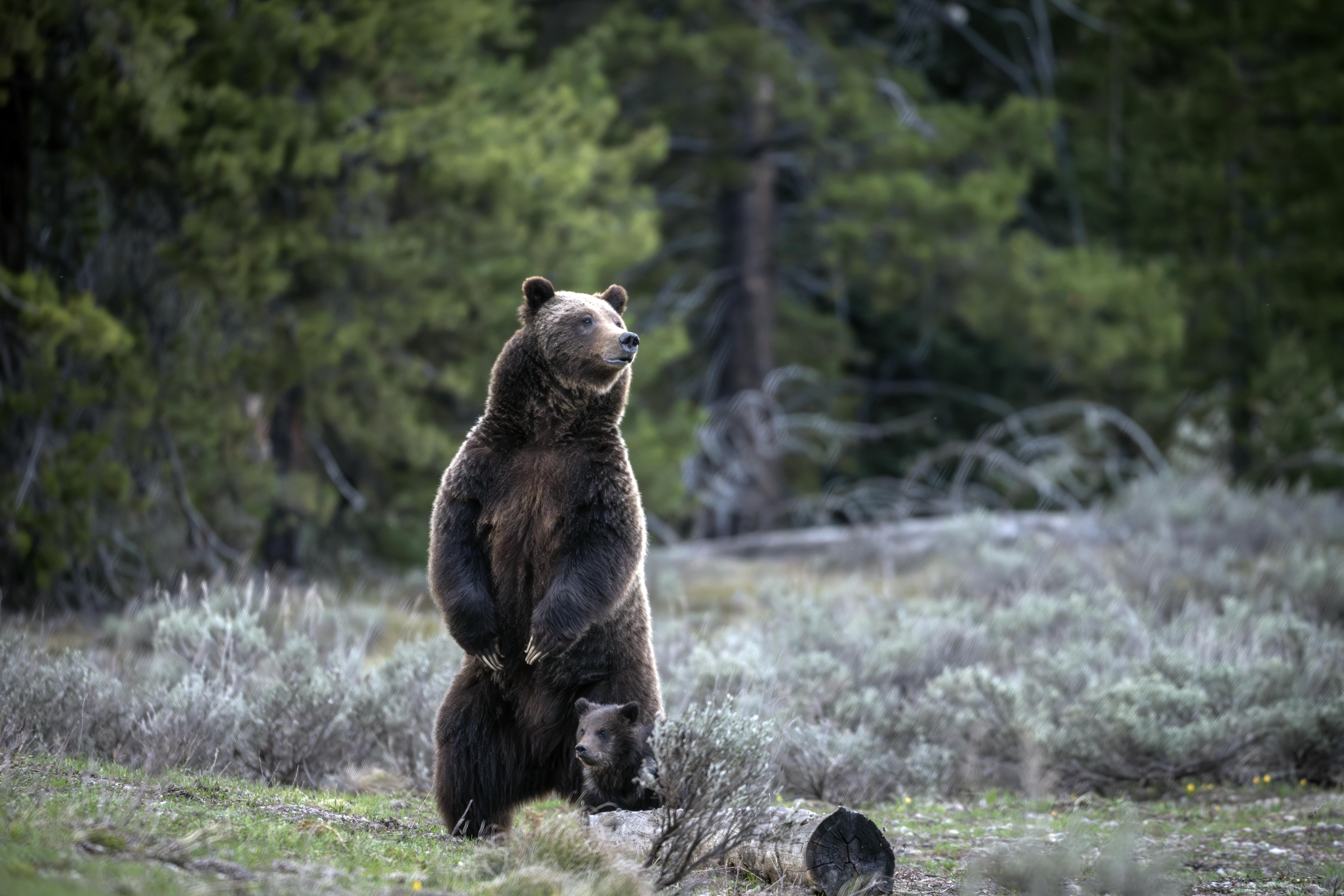 Patrick In The Morning: Cody Johnson Dividing Fans From Recent Bear Hunt episode artwork