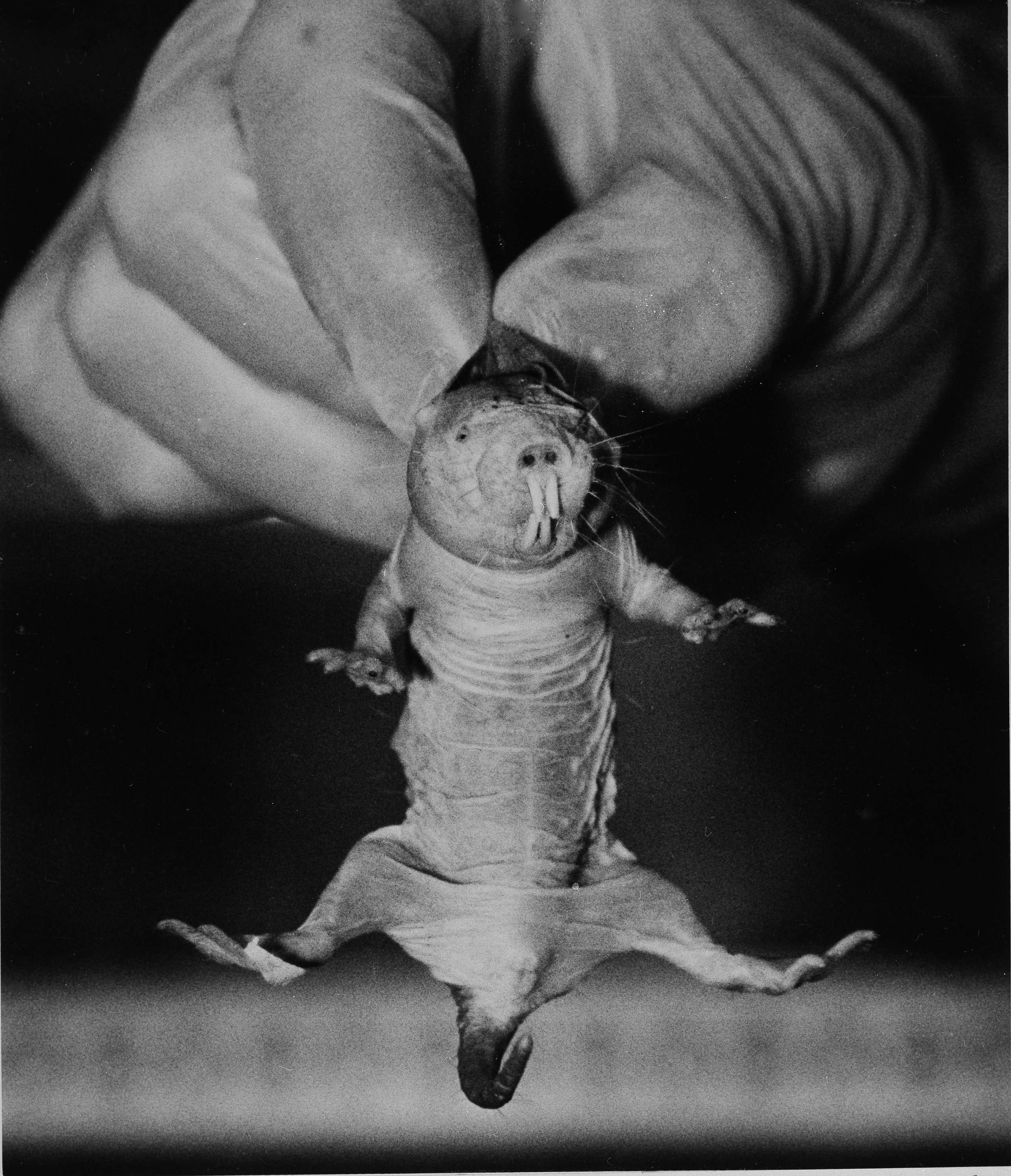 Patrick In The Morning: Nerd News - Nobel Prizes, Rats and Bats episode artwork