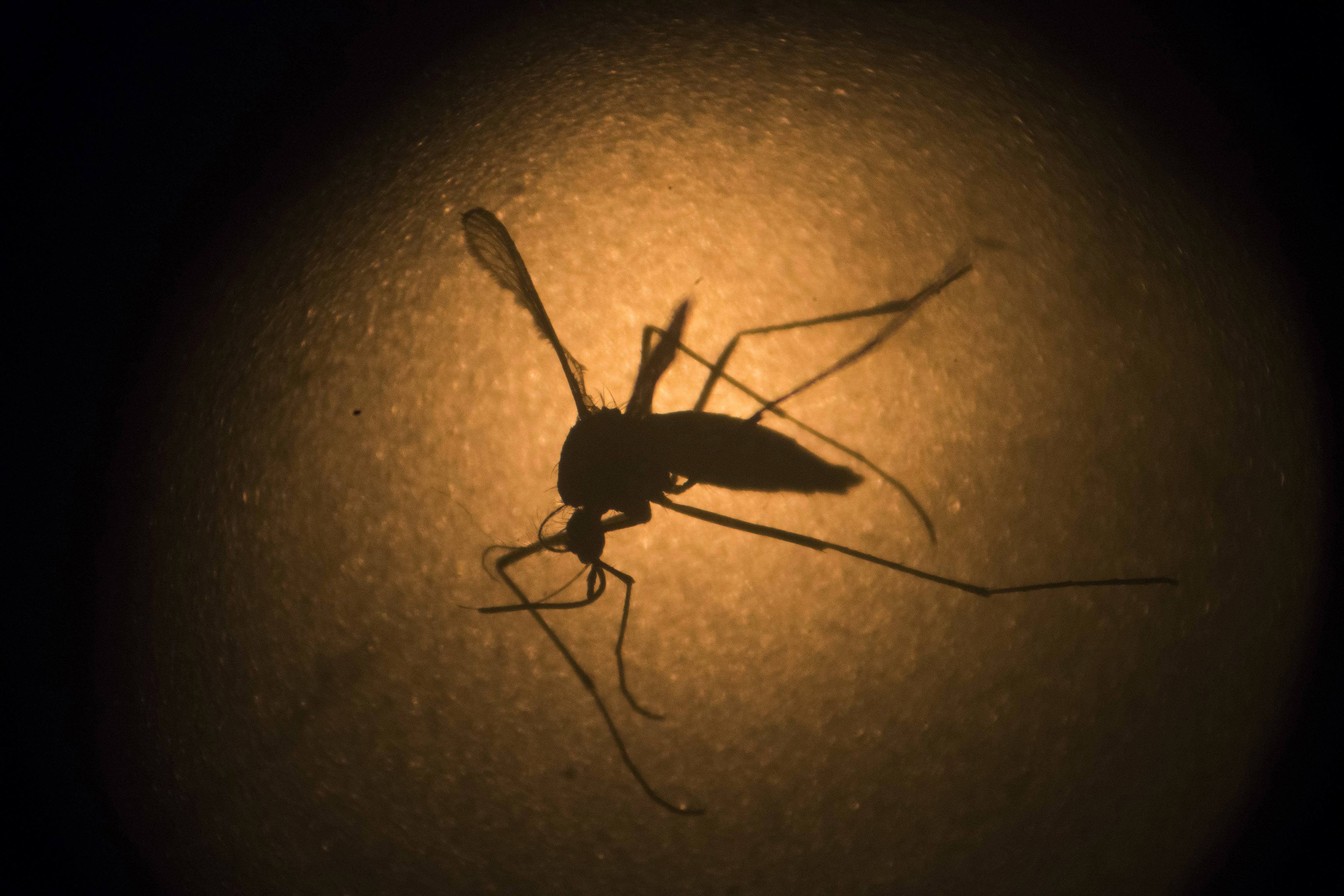 Patrick In The Morning: Mosquito Capital Of The U.S. For The 6th Year In A Row episode artwork