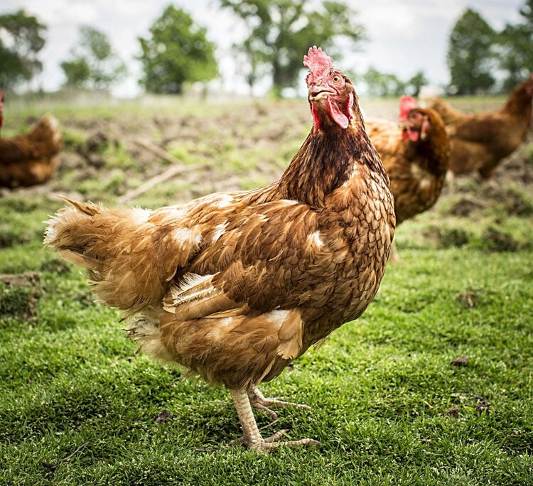 Eagle Eye News On Demand