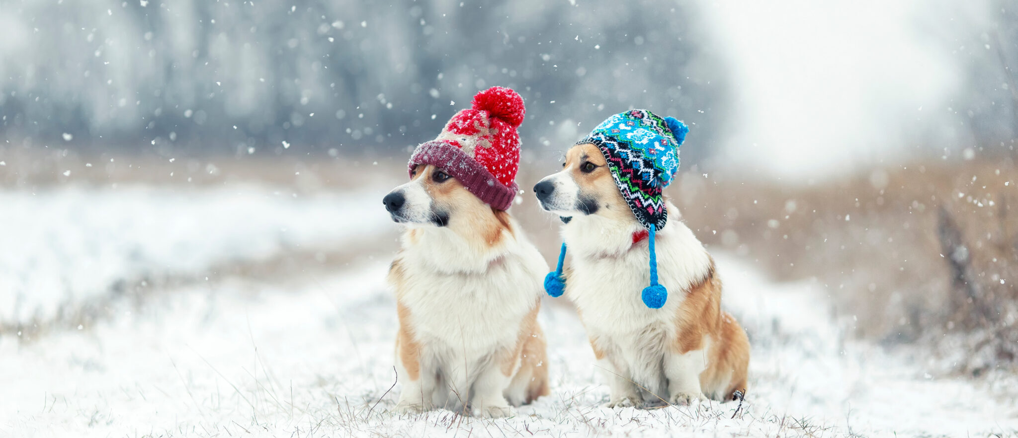 Taking Care of Your Pets in the Cold