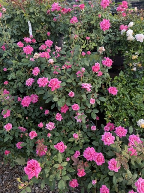 Podcast-@Rohrs Nursery with @Matt Workinger @Rachel Fender episode artwork