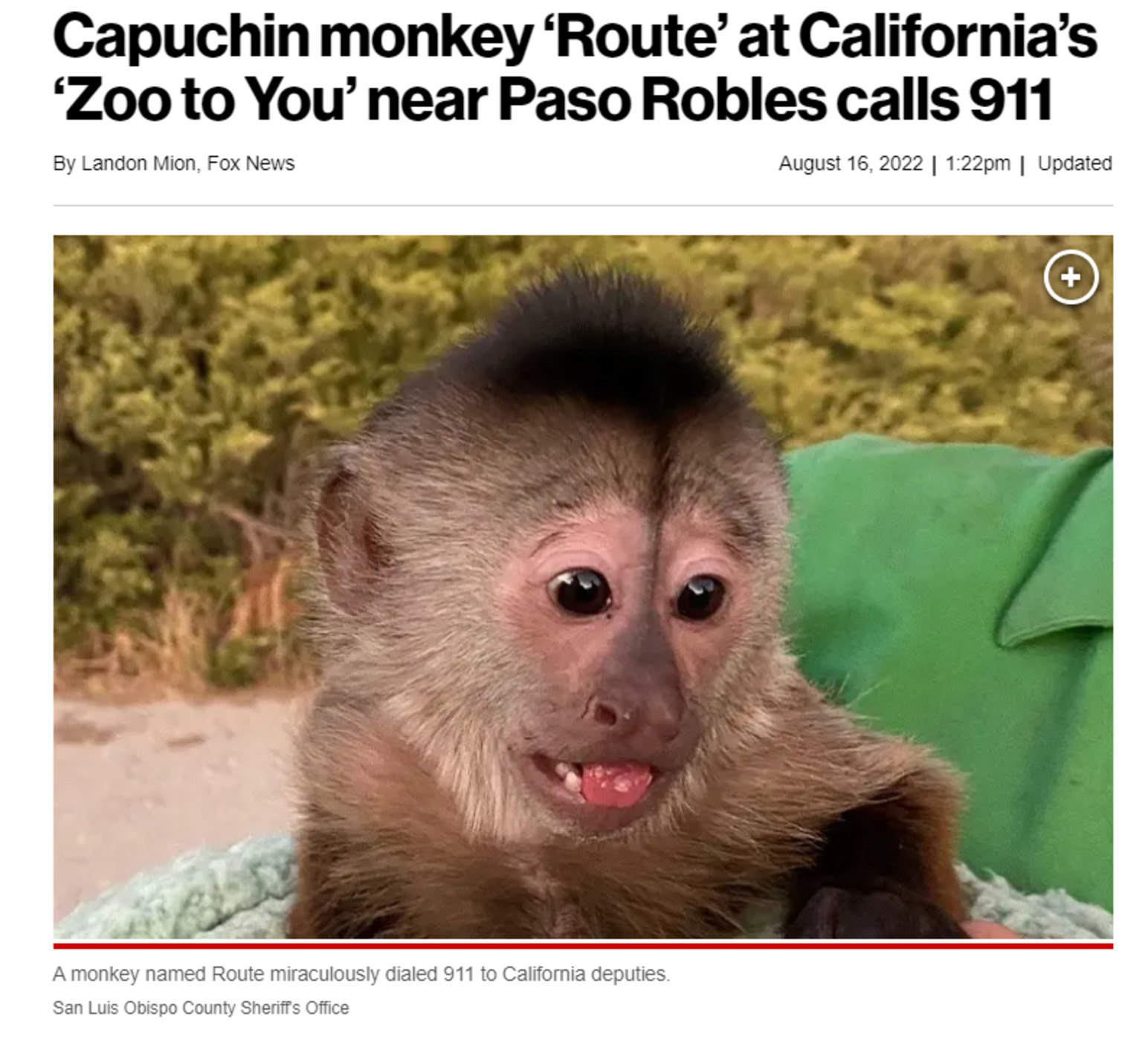 Zoo to You Makes National News When Their Monkey Featured on Up & Adam Mistakenly Calls 911 episode artwork