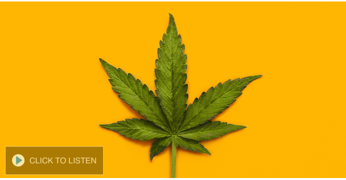 13 of 50 states now have legalized hippie lettuce