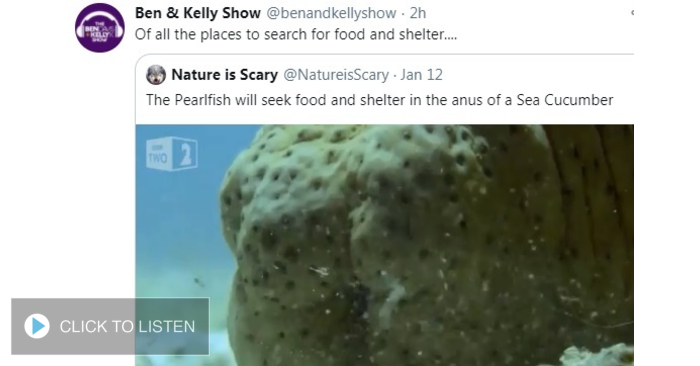 Learning Corner: The Pearlfish Has An Unusual Hiding Place